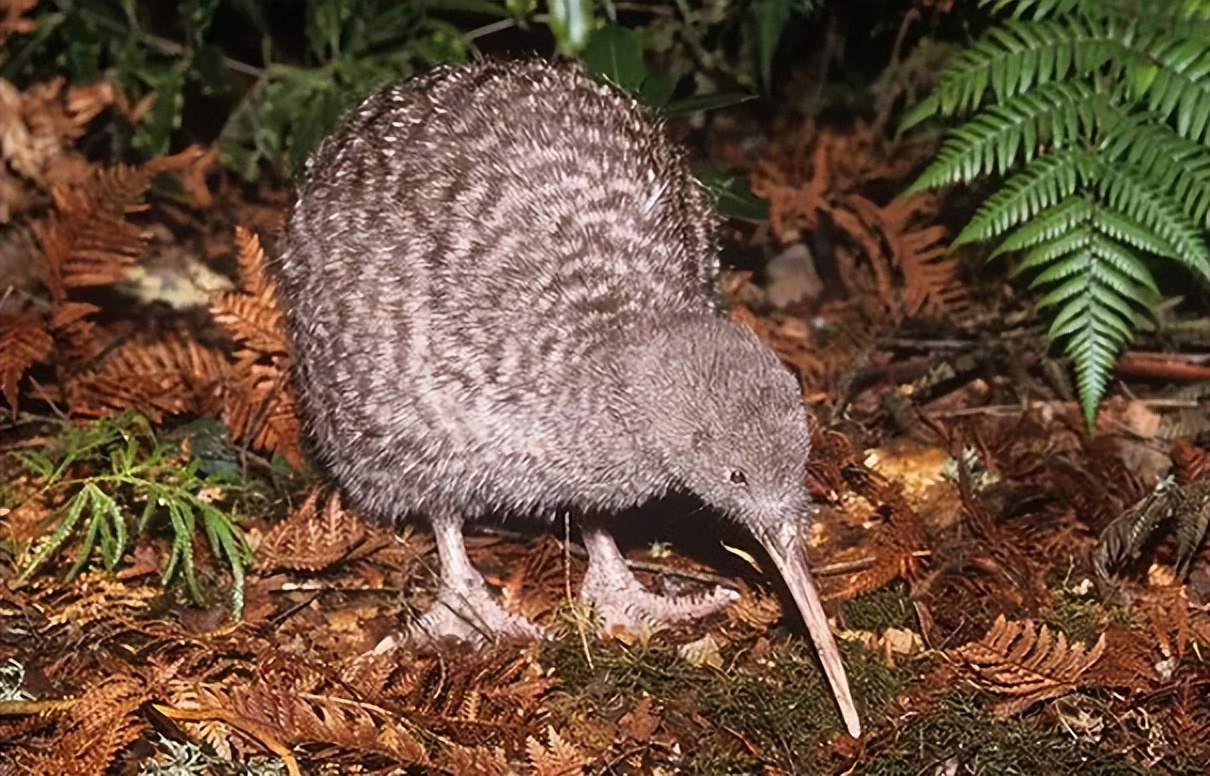 鸟翅膀退化,鸟退化了翅膀