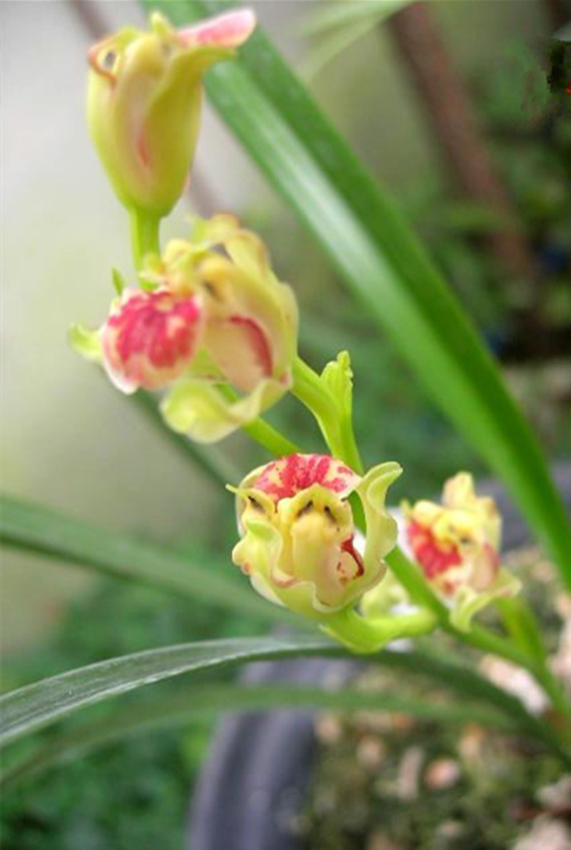 顶级仙气的兰花,最近发现的珍稀兰花