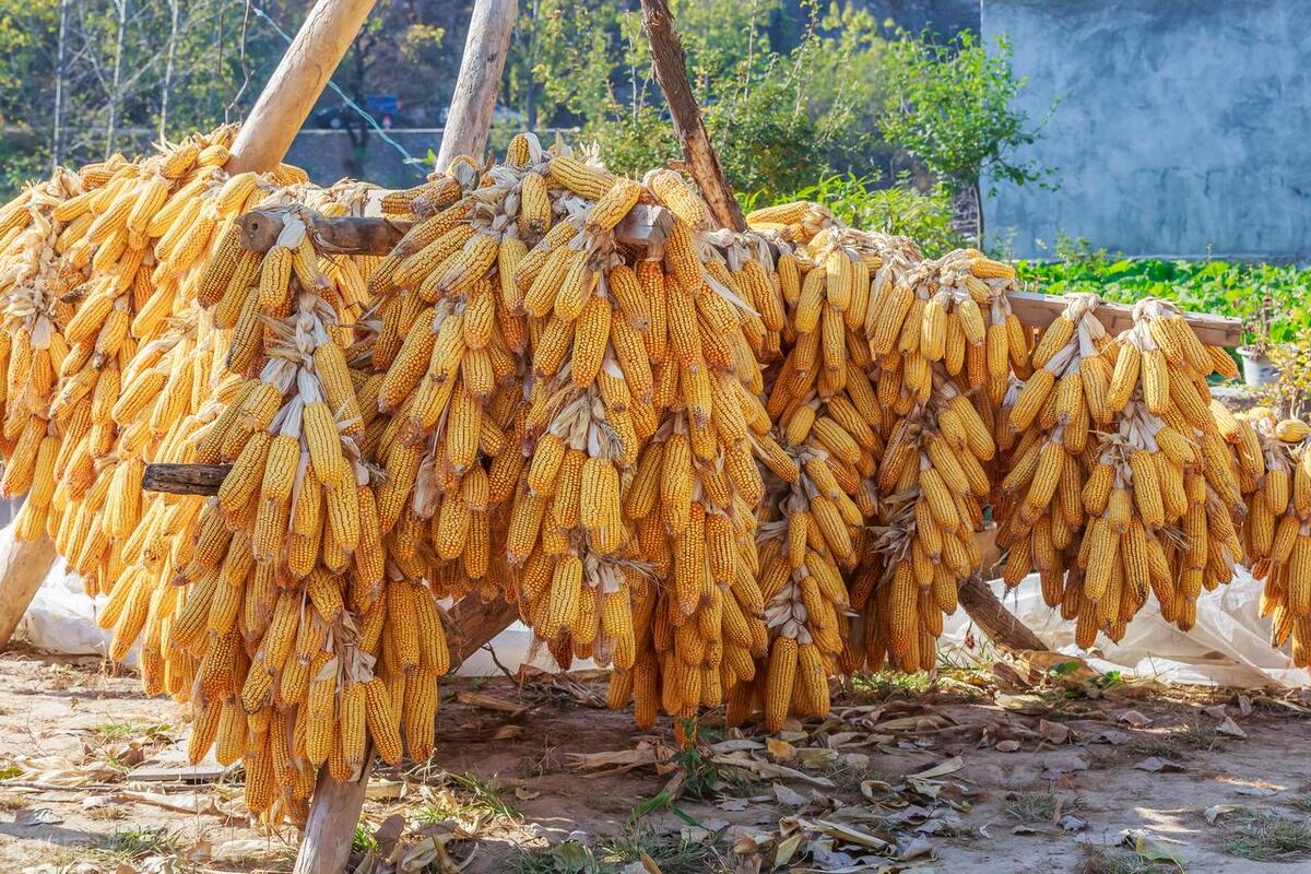 国储玉米吉林拍卖,中储粮公主岭直属库玉米收储价格