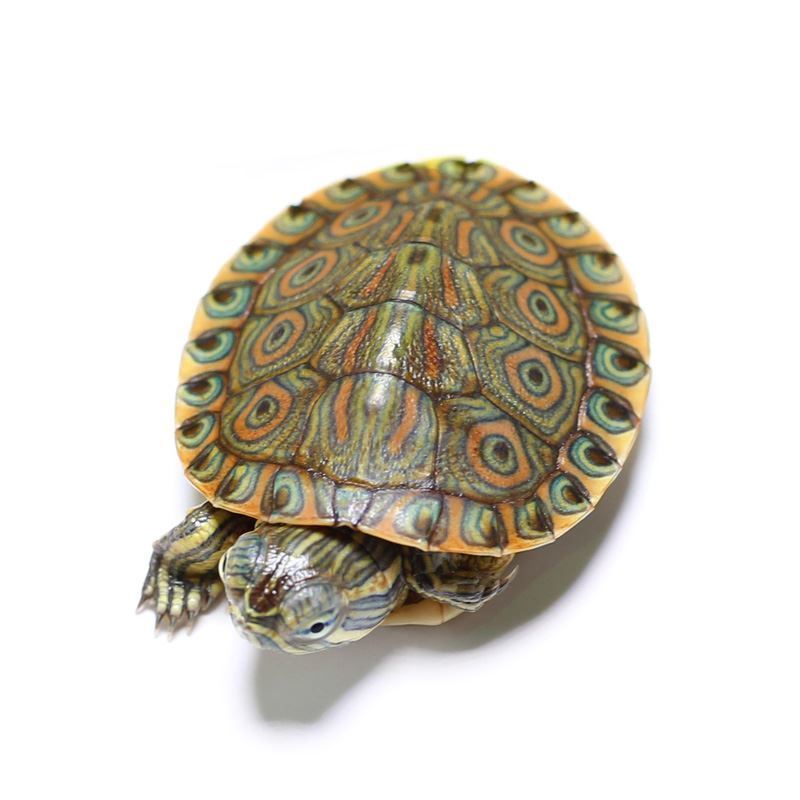 宠物乌龟饲养视频,宠物乌龟饲养方法