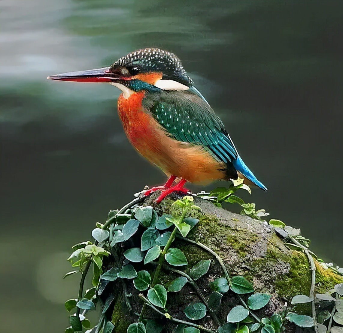 羽色最绚丽的鸟图片,鸟类雨后飞翔照片