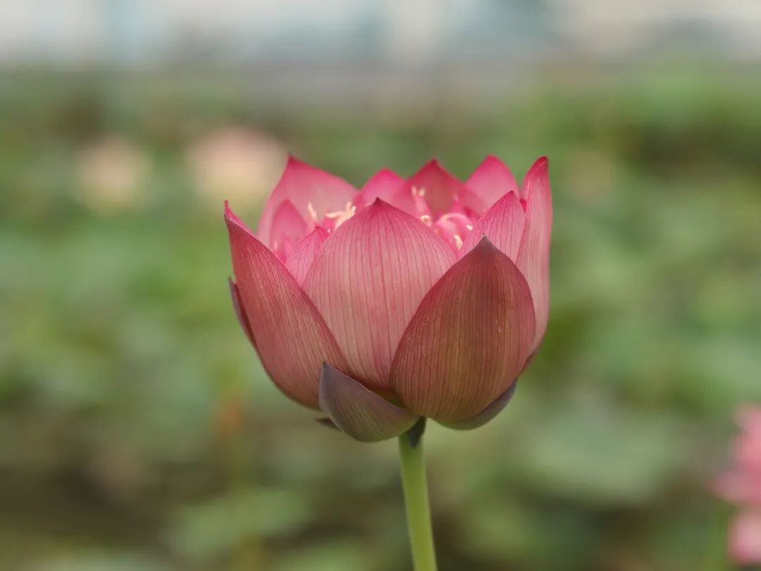 绝美的荷花品种大全图集,超好看荷花品种大型荷花