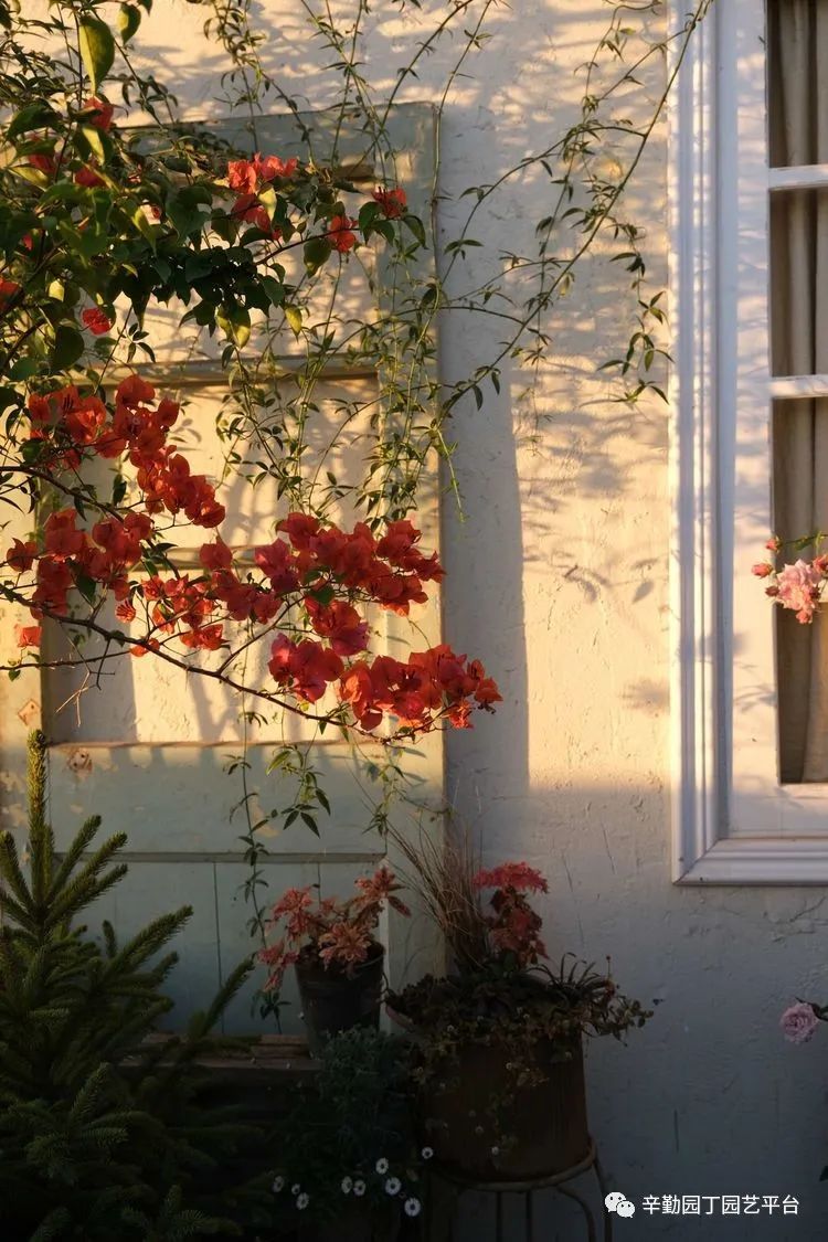 第八届园丁奖露台组《030号》洛基花园