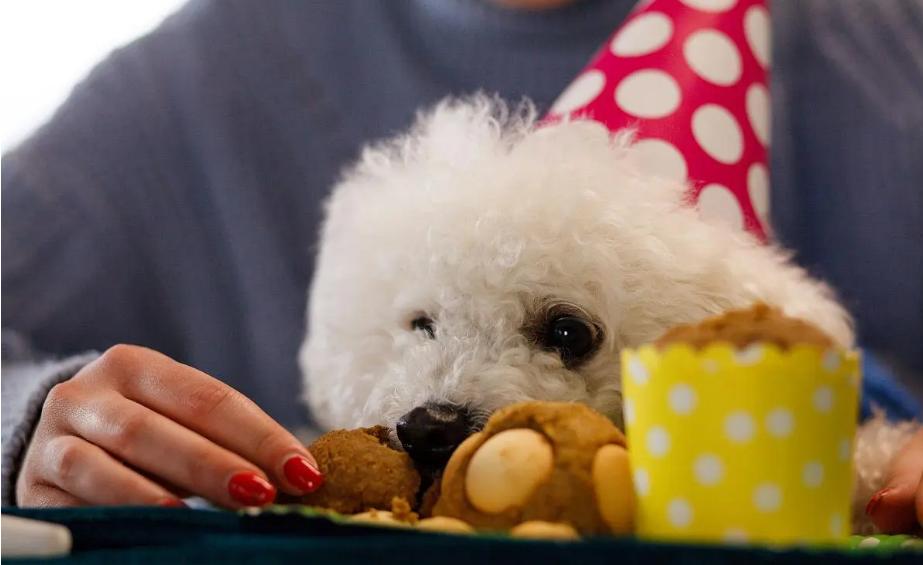比熊犬老是舔人怎么办,比熊犬总是舔鞋子怎么制止