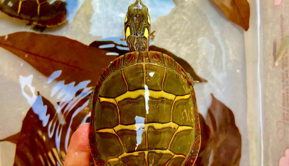 锦龟种类及图片大全,锦龟每个品种图片