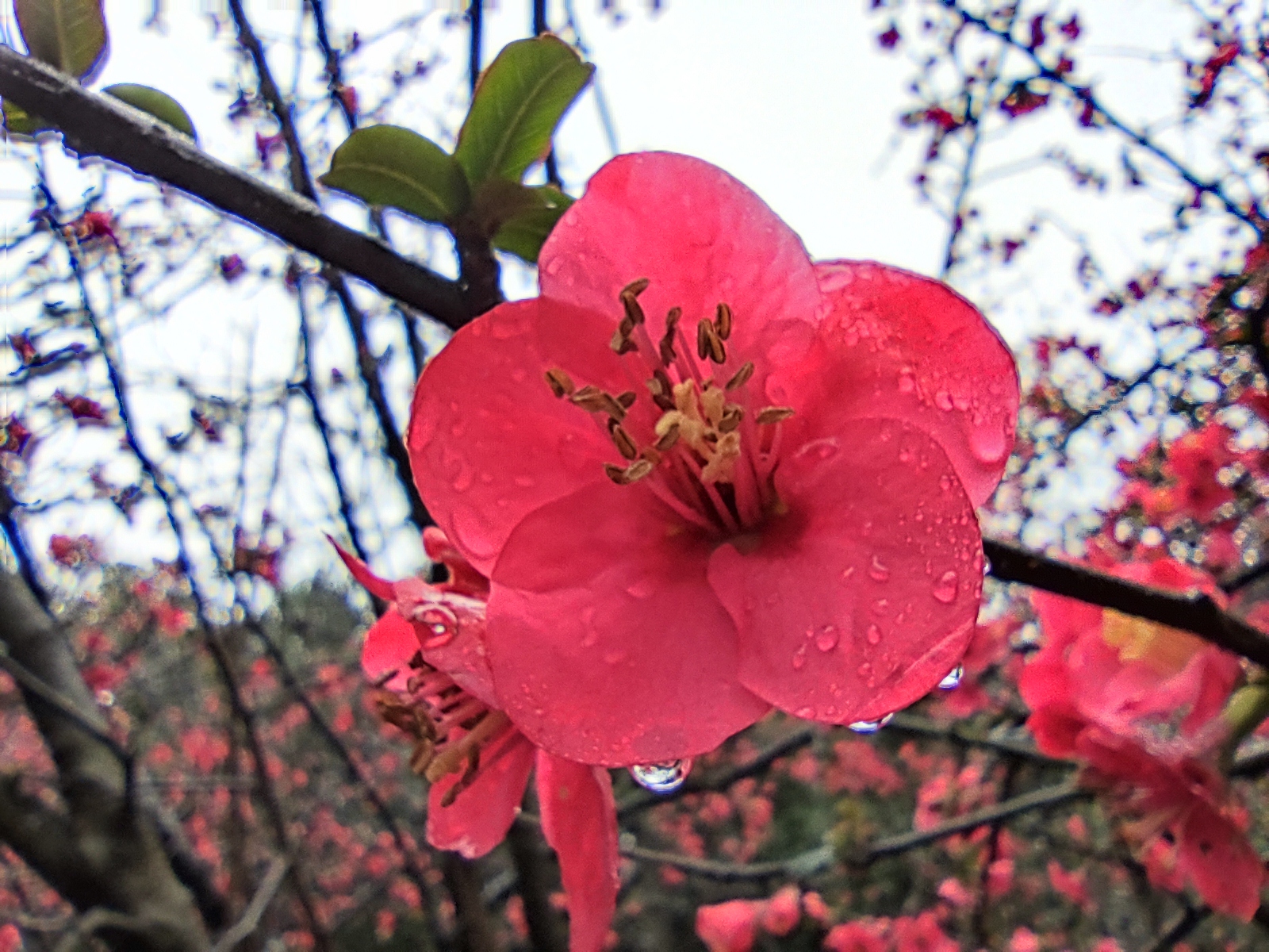 成都的时尚是真的时尚吗,成都的现代化历史悠久