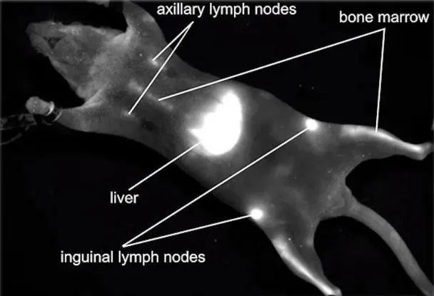 彩色玻璃与白色玻璃区别,彩色玻璃和着色玻璃的区别