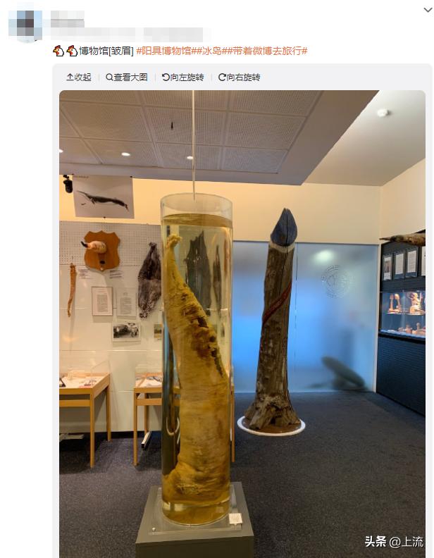 澳洲公袋鼠,澳洲的公袋鼠