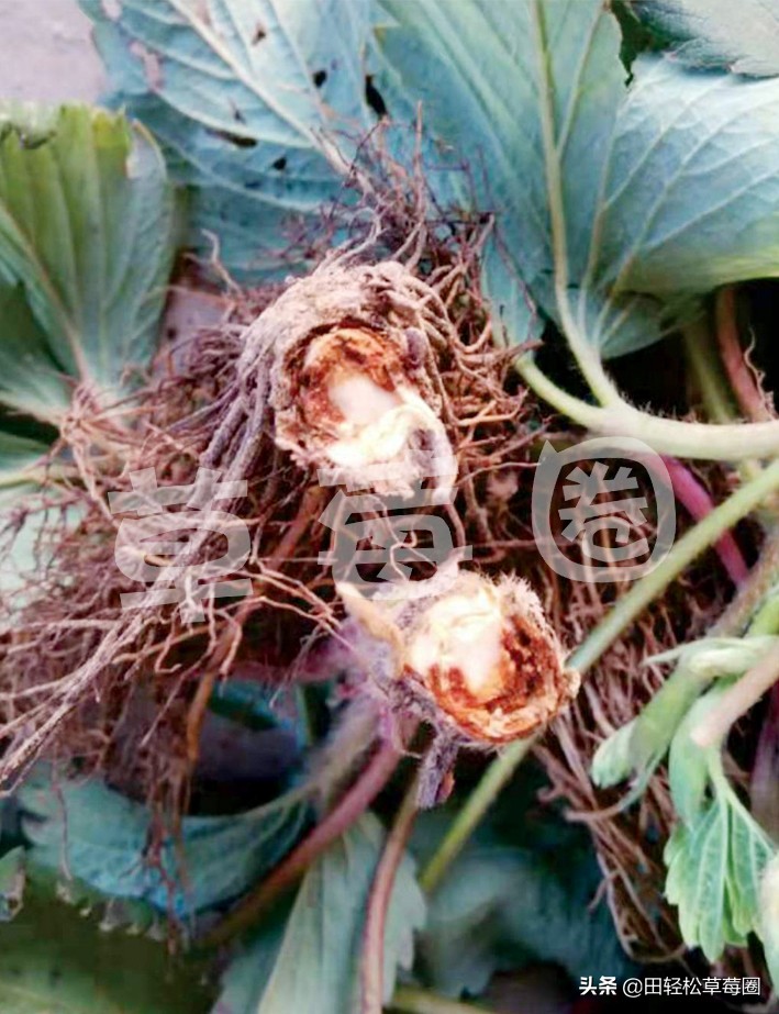 几种防控草莓炭疽病的有效方法,草莓炭疽病的防治