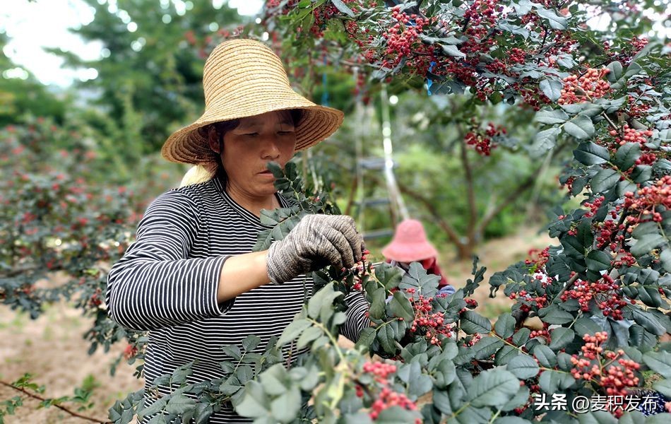 麦积区花牛镇沽沱村：机械替代人工干提质增效致富快