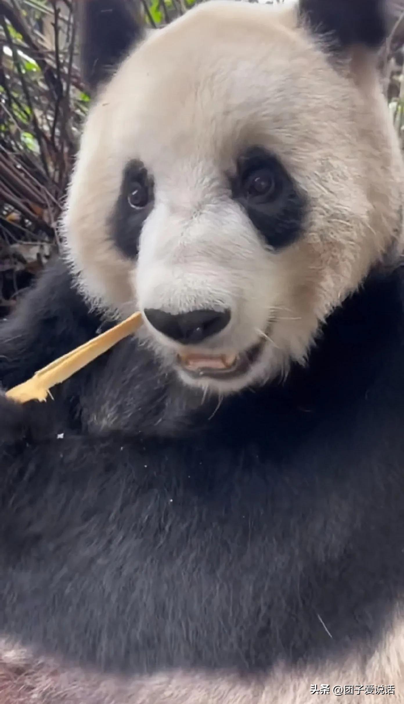 广东广州长隆动物世界看大熊猫,认识成都大熊猫