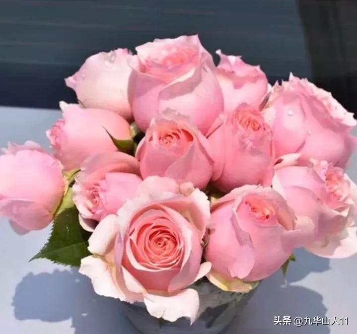 黄色系藤本月季哪个品种好,适合海南种的藤本月季品种