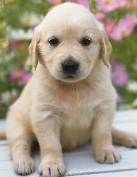 狗狗不爱吃蛋黄冻干怎么办,狗狗不舒服不好好吃饭吃个蛋黄