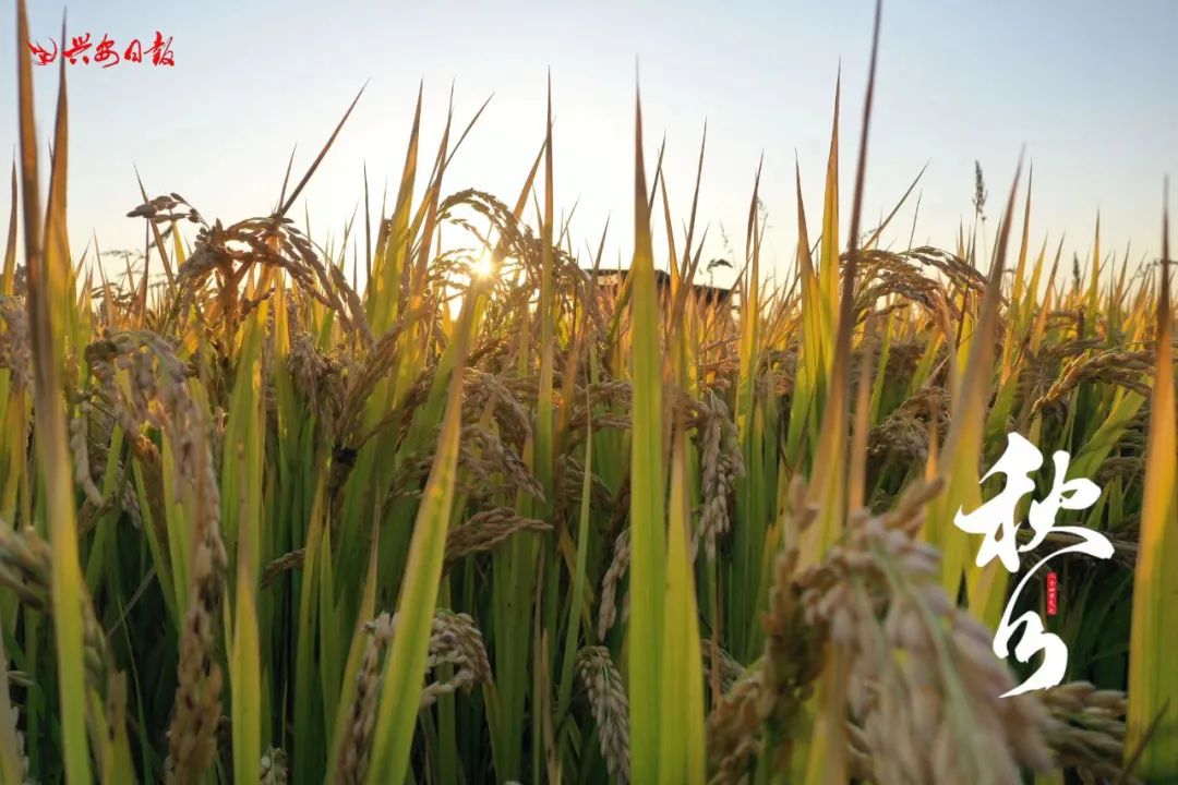 二十四节气之秋分丰收,秋分节气平分秋色