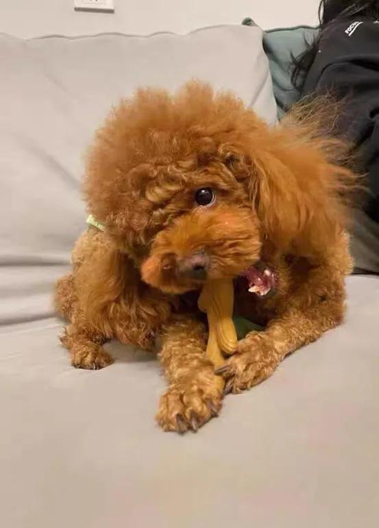 犬乳腺瘤能活多久,老年犬乳腺瘤