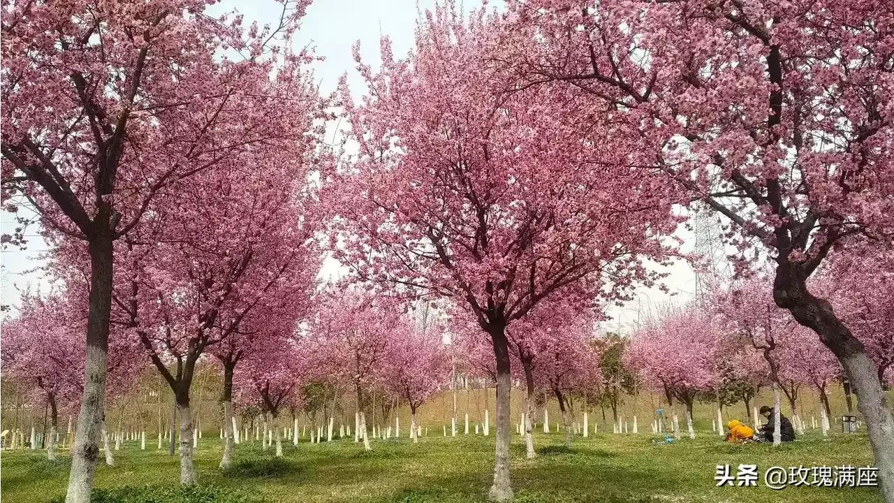咸阳最好的公园在哪里,咸阳龙湖彩虹郦城规划有公园吗
