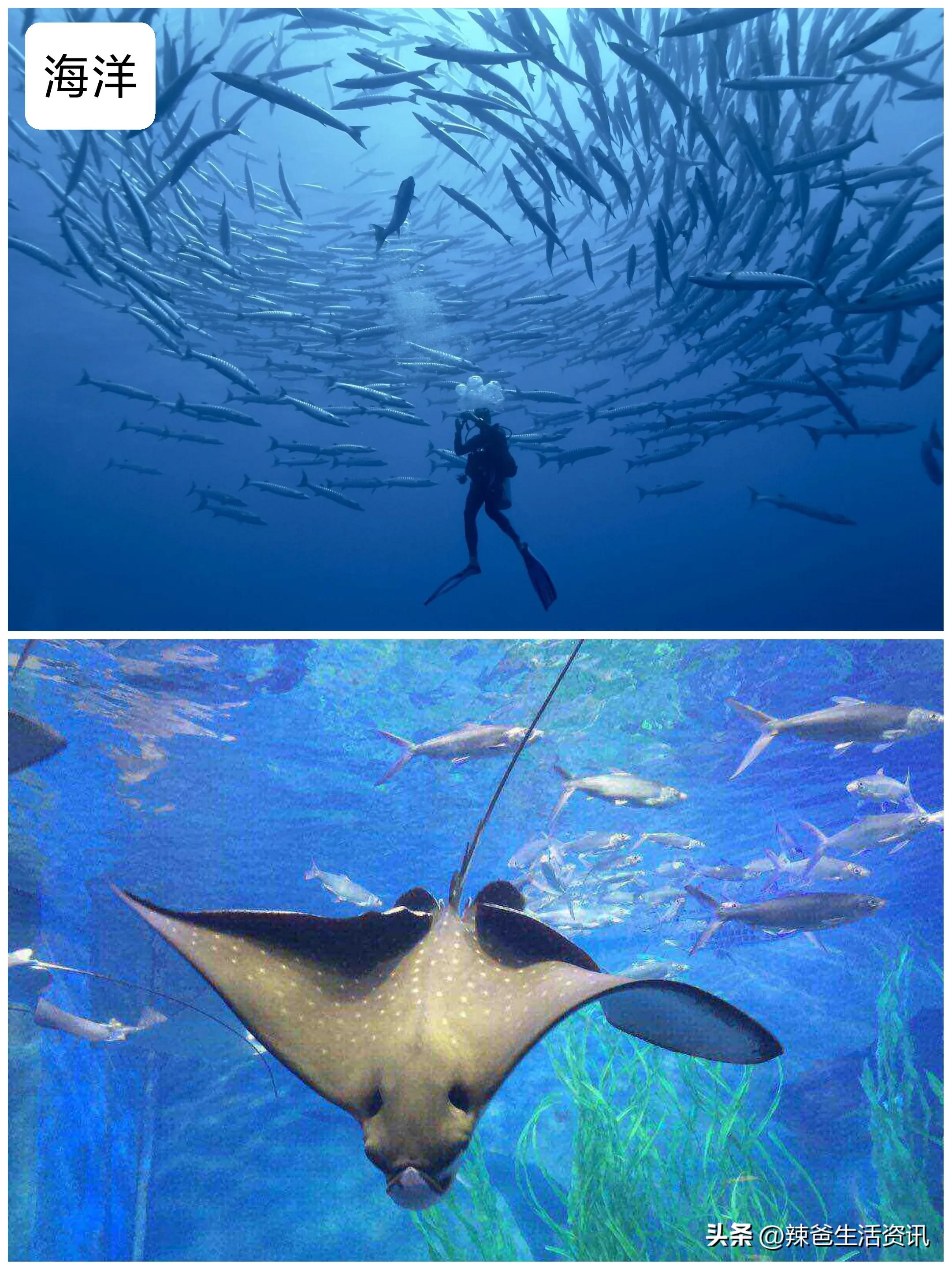 家庭大餐做什么海鱼好吃,沿海海鱼家常烧法20道经典家常菜