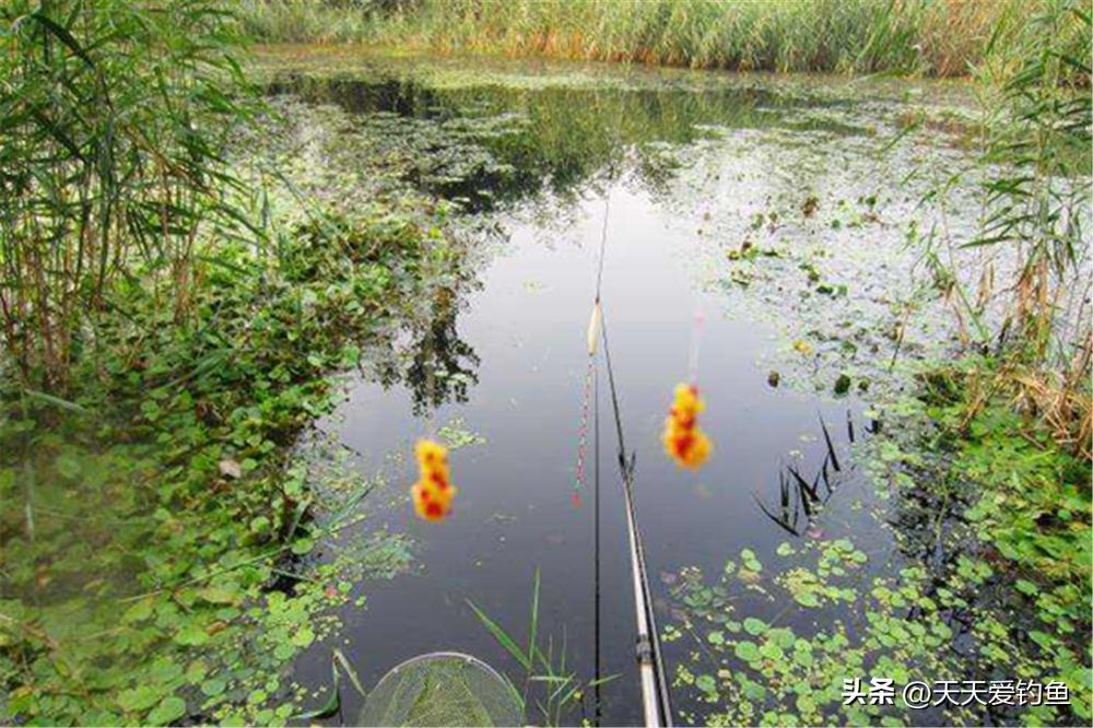 野钓不上鱼的正确方法,野钓钓不到鱼调漂最佳方法