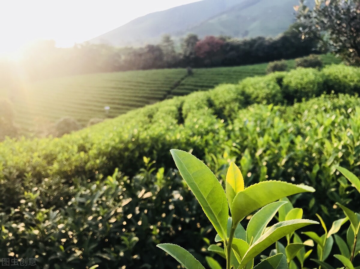 安吉白茶多少钱一盒,安吉白茶怎么样