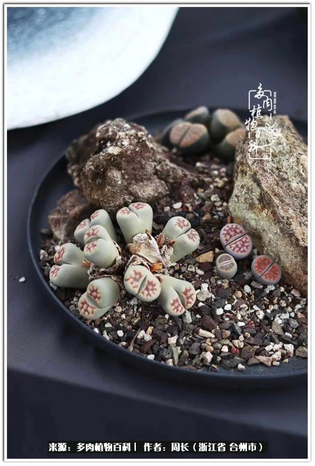 多肉拼盘新手入门,多肉拼盘说说