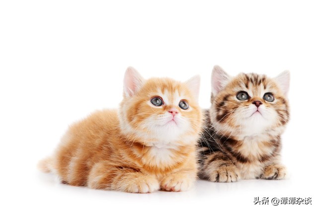 怀孕猫咪一直叫什么原因,猫咪春天一直叫怎么回事