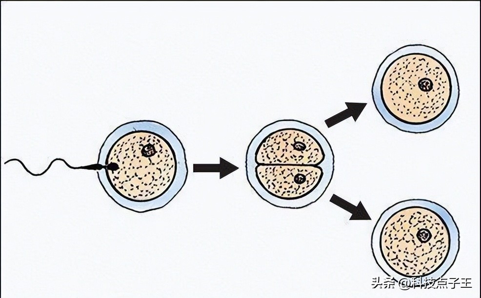 孩子会不会长得像前男友？那些没有成功的精子，最终去了哪里？