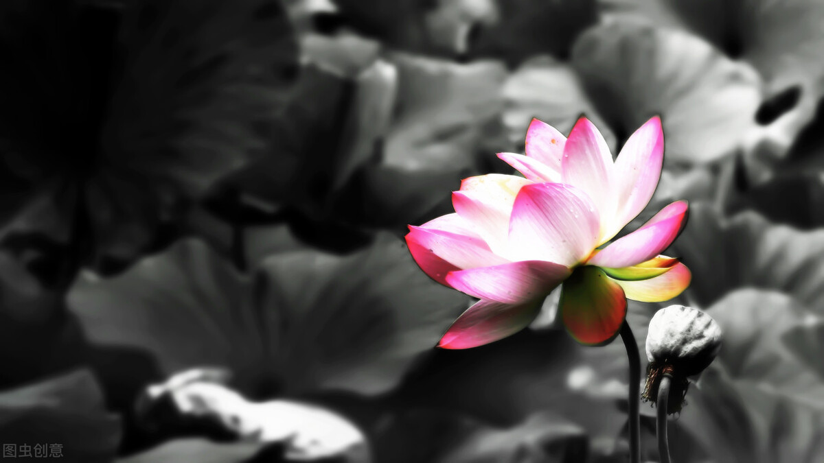 荷花图片禅意荷花,最美意境荷花图片大全