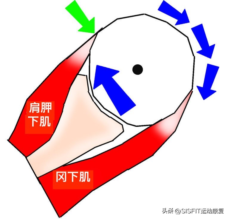 冈下肌，拦顺风车要使用的肌肉