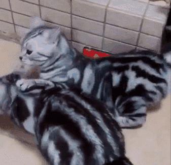 养猫首选这5种猫不仅忠诚还好养,养猫首选这8种猫