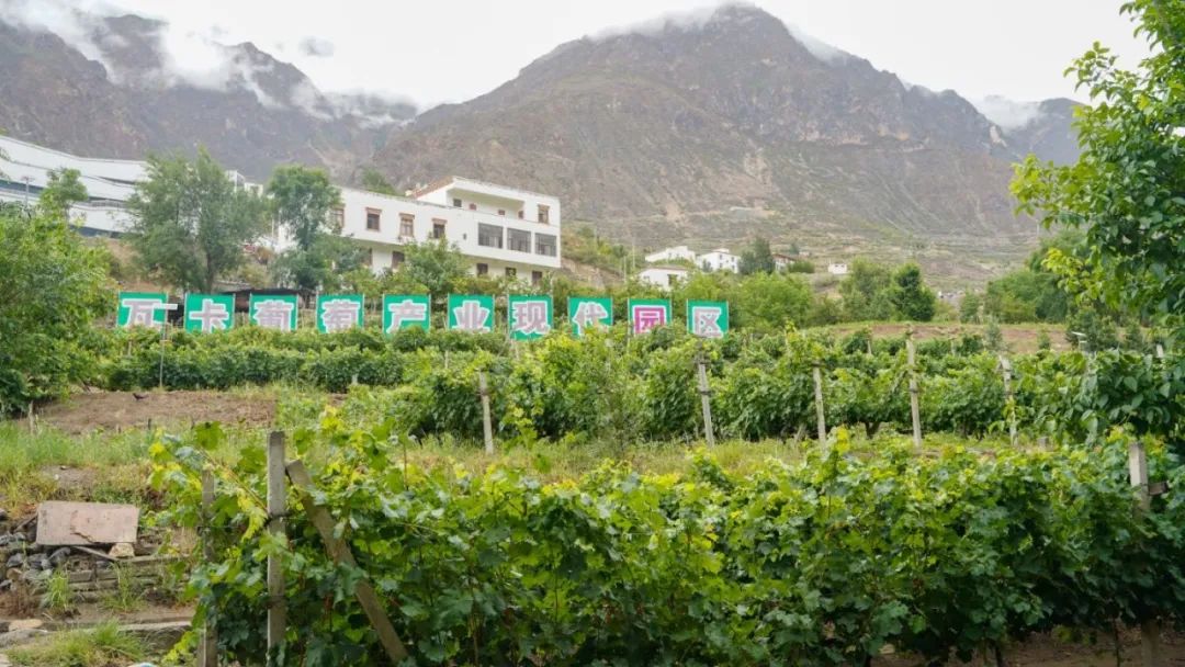 川酒之外的浓香白酒,川酒的地位及优势