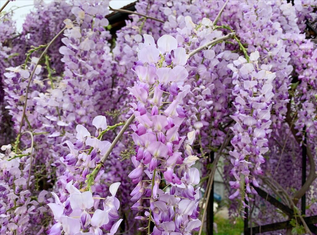 庭院四季常青不怕晒又耐寒的花树,适合在庭院里种植的花树有哪些