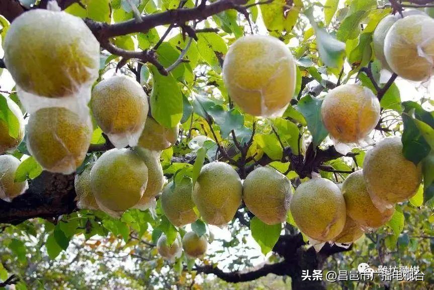 总要来趟潍坊昌邑吧！