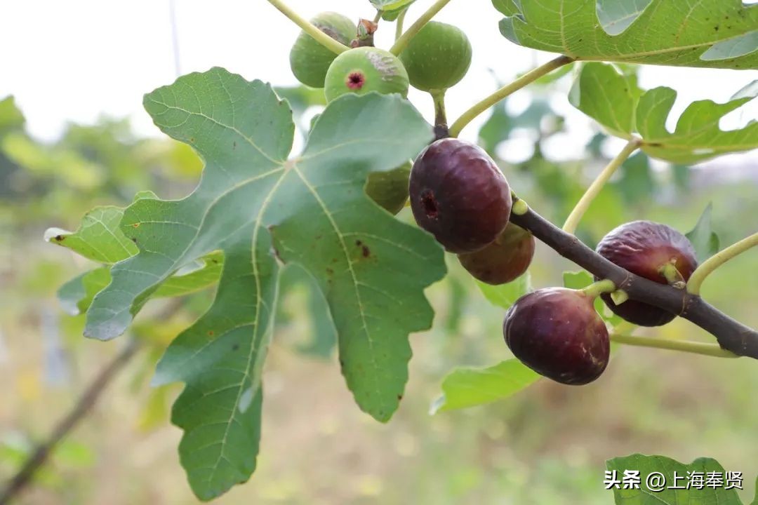 无花果的十大经典吃法,无花果的新吃法大全