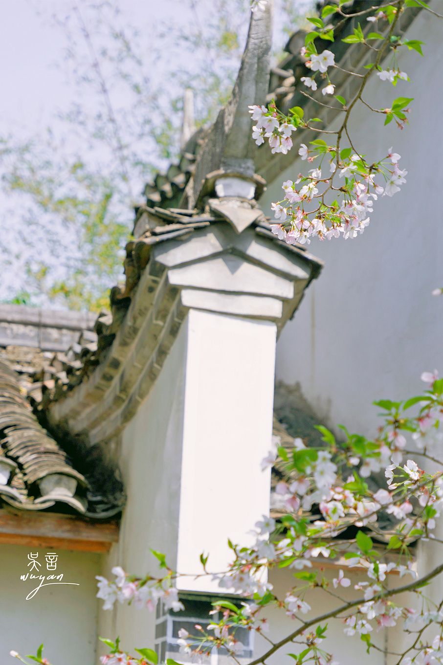 武汉看樱花半日游,武汉看樱花一日游