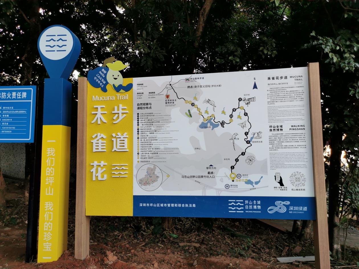 深圳坪山全域自然博物⑩|禾雀花步道:错过再等一年,“小精灵”禾雀花来啦!