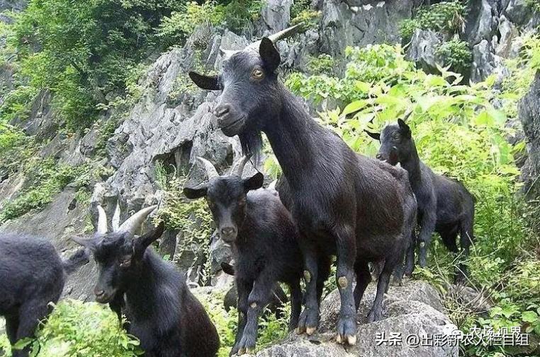 一年可以赚十万的小型养殖,新手搞养殖怎么一年能赚10万