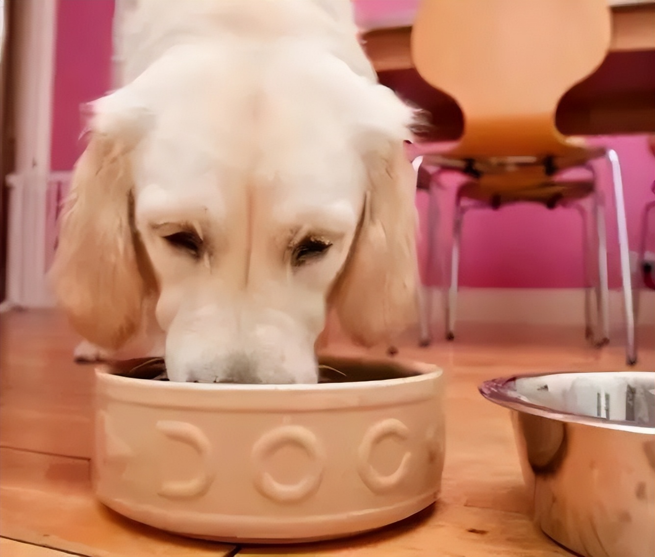 宠粮营养成分表怎么看,宠物粮配方对比表