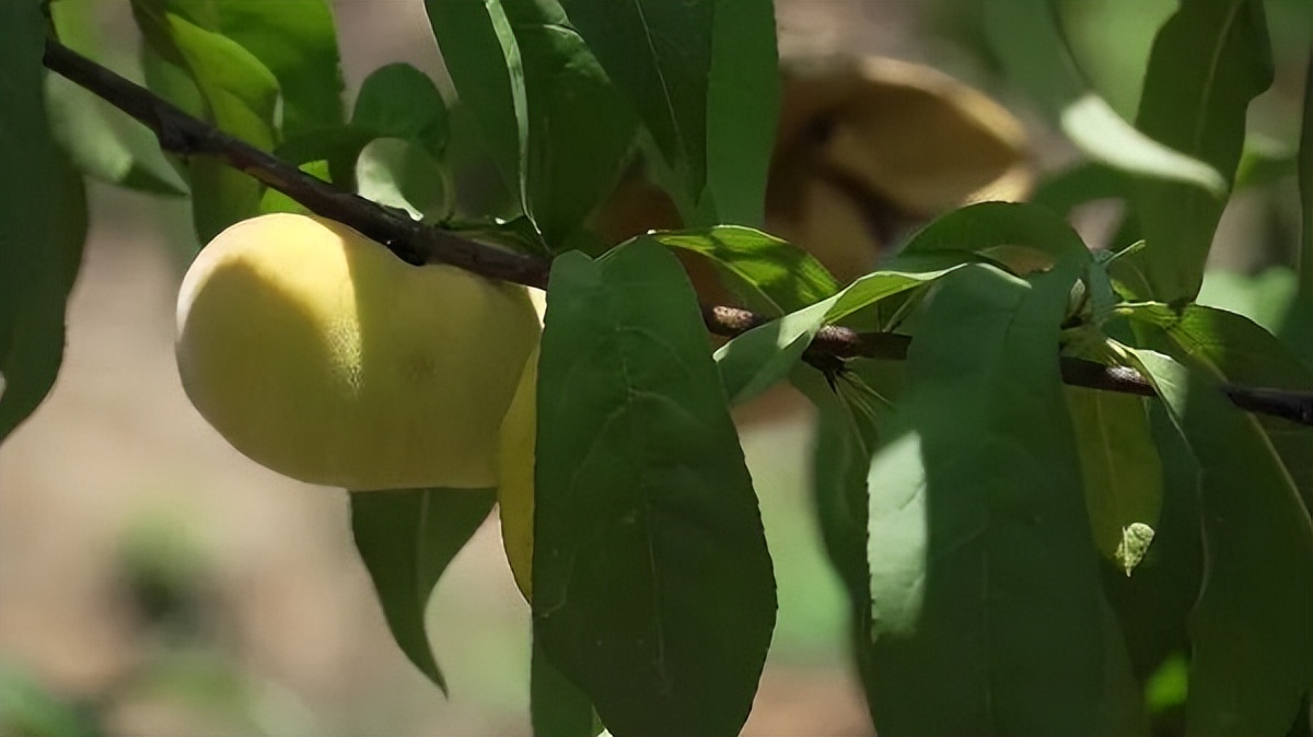 【美好生活看信阳】光山县斛山乡：擦亮红色文化发展绿色产业看“世外桃源”如何助推乡村振兴发展