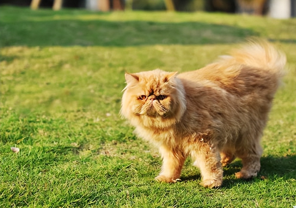 怕热的猫咪,哪个猫咪最怕热