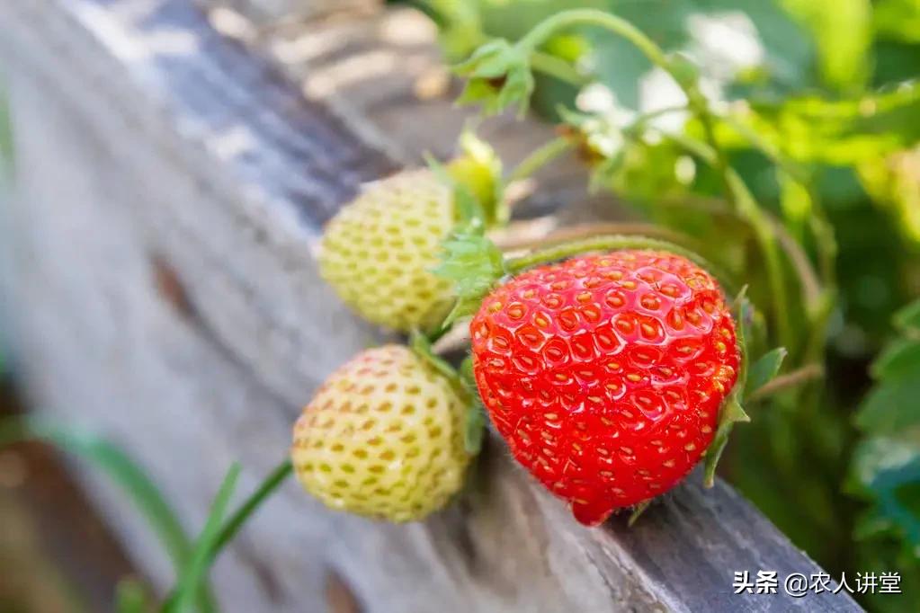 草莓的根系特征及草莓养根技巧,如何种植草莓苗让草莓长得更好