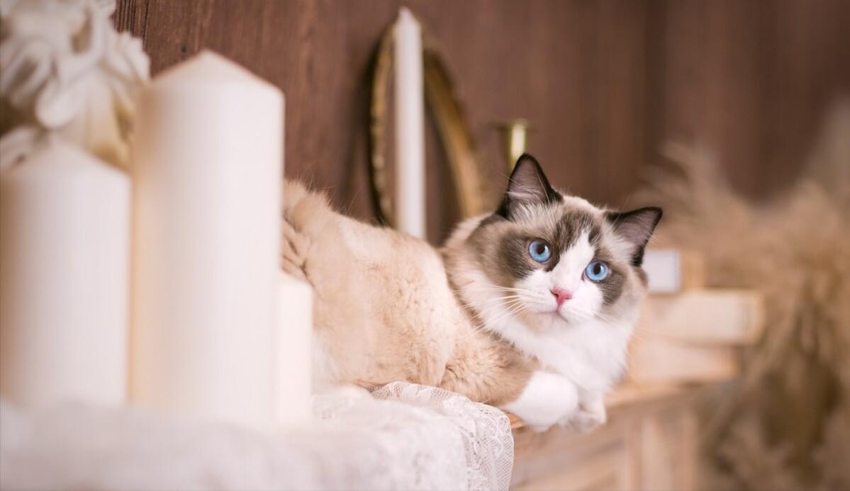 你想不到的冷知识系列7,1分钟带你了解关于布偶猫