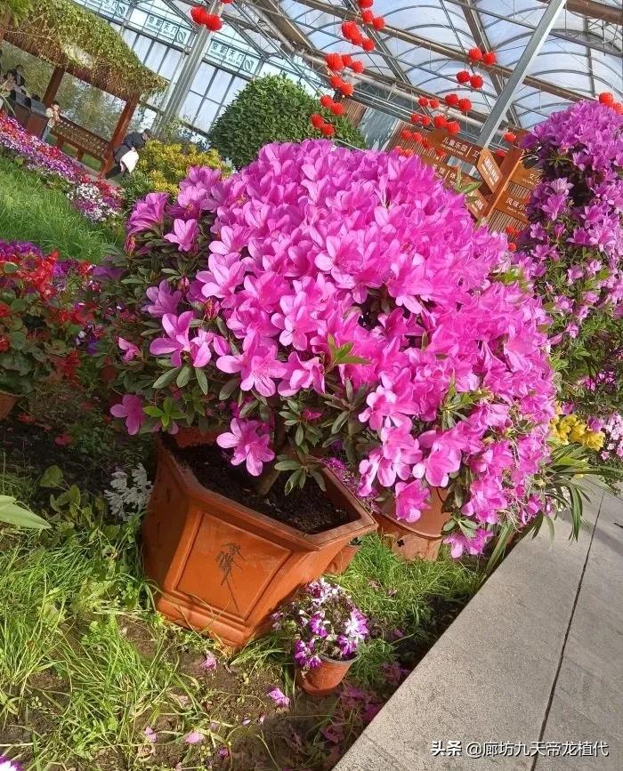 九天休闲谷花鸟鱼虫,九天休闲谷门票是多少钱