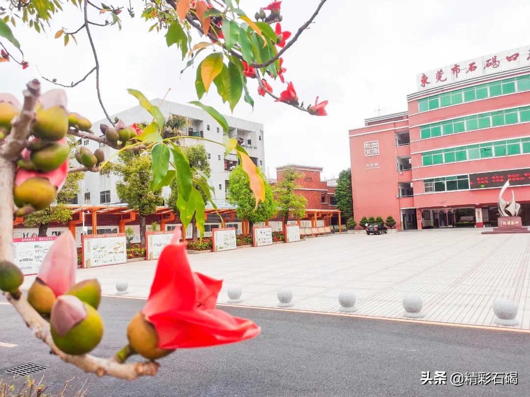 石碣四海学校招生简章,石排四海学校招生