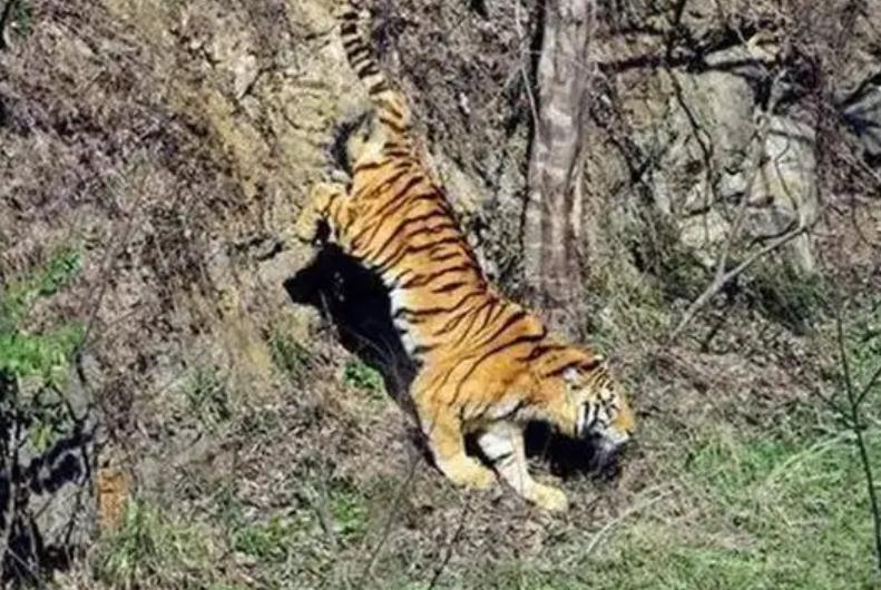 湖南奇人贺业武：一生杀死305只老虎，到死也不透露秘药配方