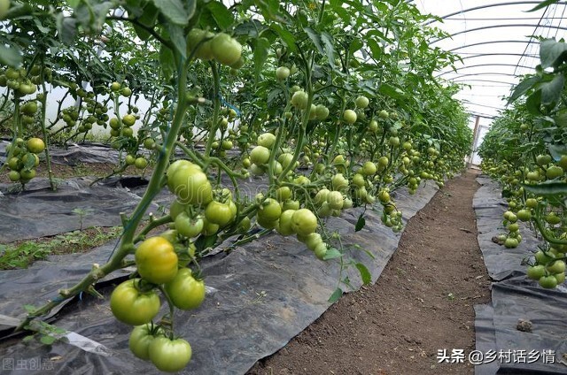 西红柿没彻底红就开裂了怎么处理,西红柿掉果用什么药