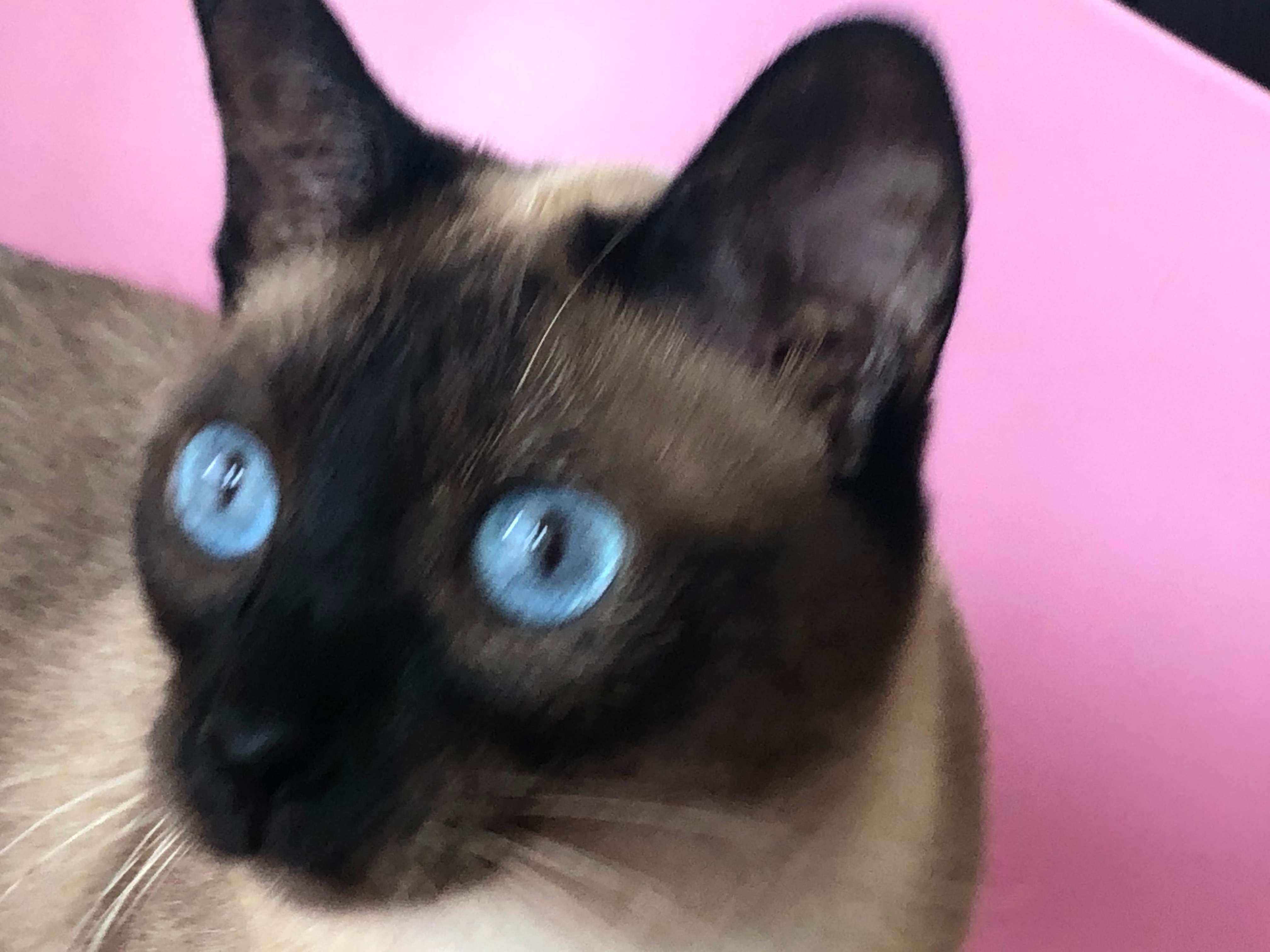 猫咪为什么被称为液体猫,猫为什么是正常的猫咪呢