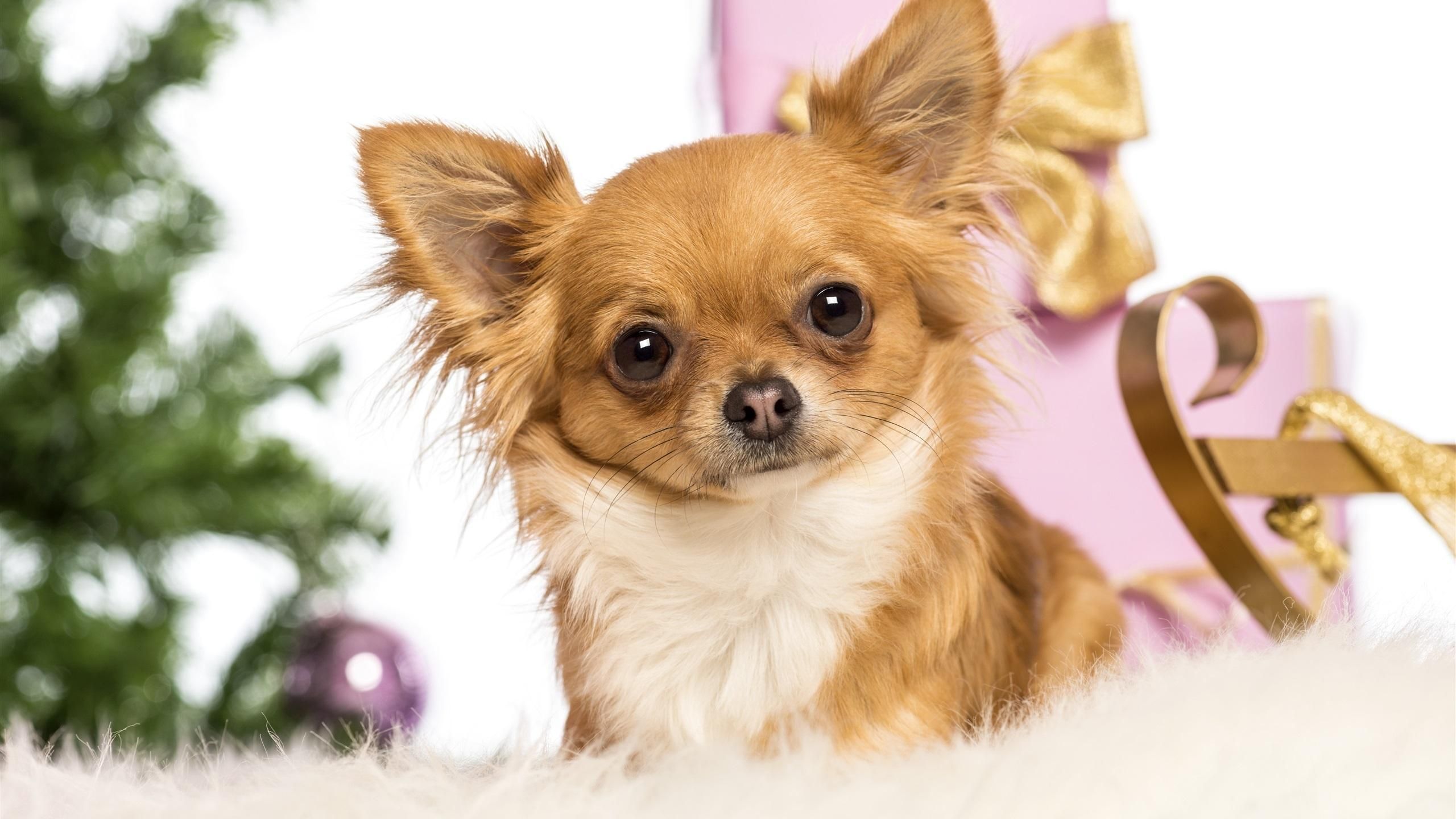 两个月的狗狗怎么喂食应该喂多少,2个月狗狗正确喂食方法