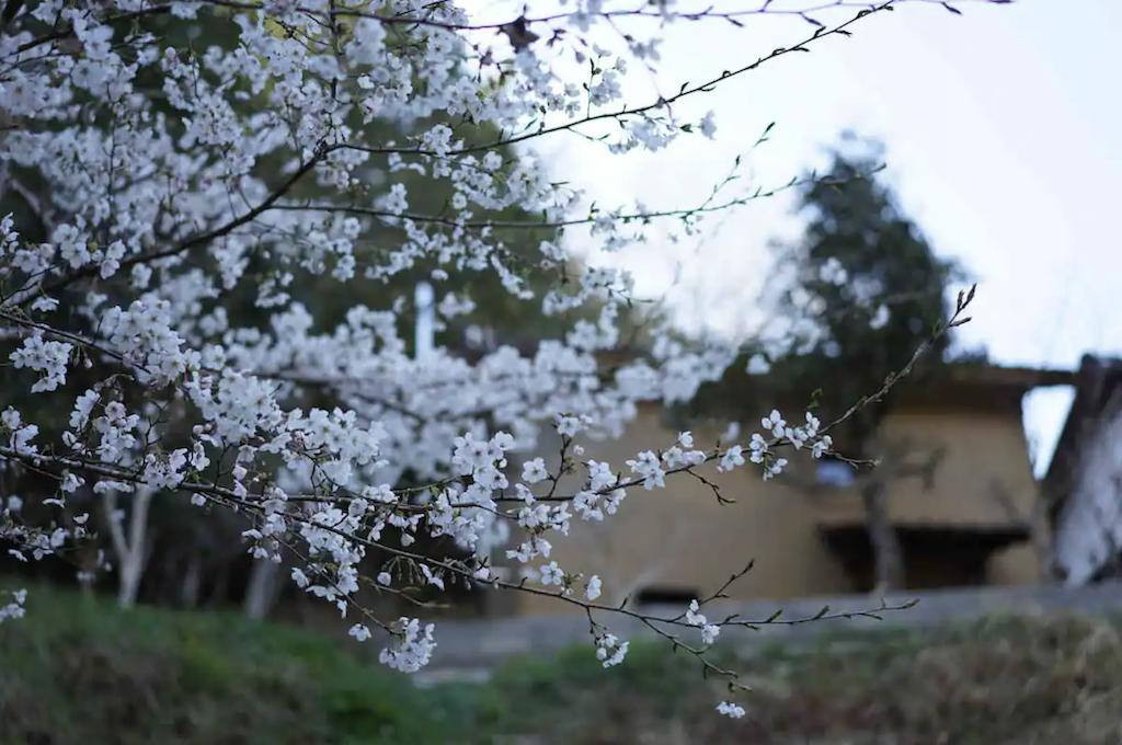 旅游媒体|爱彼迎带您邂逅日本春天的樱花盛宴|广州旅游媒体