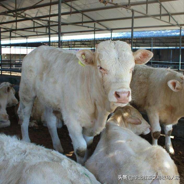 夏洛莱牛价格多少钱一斤？夏洛莱牛养殖前景如何？