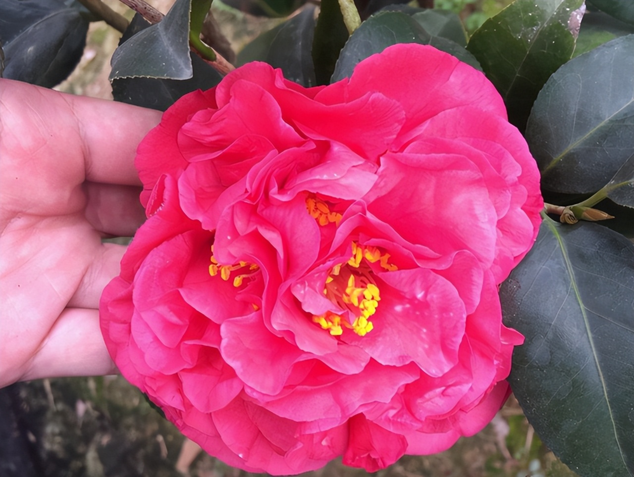 比牡丹美的花,比牡丹还漂亮的茶花